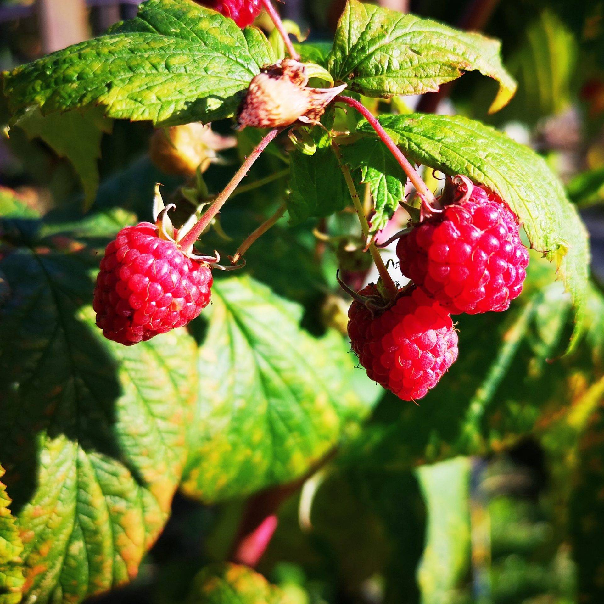 10 Reasons Why Foraging Is Good For You - Marvellous Mrs P - Lifestyle ...